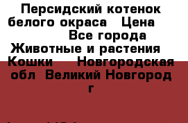 Персидский котенок белого окраса › Цена ­ 35 000 - Все города Животные и растения » Кошки   . Новгородская обл.,Великий Новгород г.